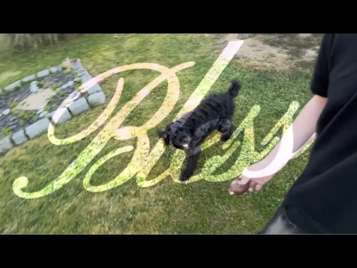 Видео к фильму Bless | Ce chien acteur va vous briser le c&oelig;ur&hellip; | BLESS (Short Film)