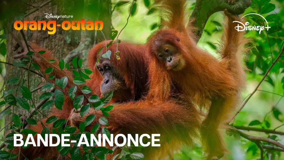 Видео к фильму Orangutan | Orang-outan - Bande-annonce officielle (VOST) | Disney+