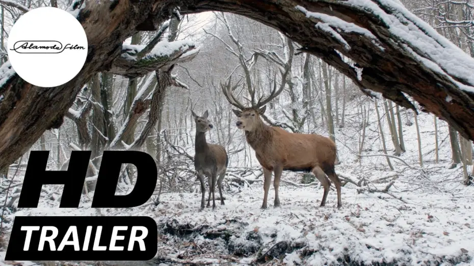 Видео к фильму О теле и душе — KÖRPER UND SEELE I Trailer deutsch HD I Jetzt im Kino