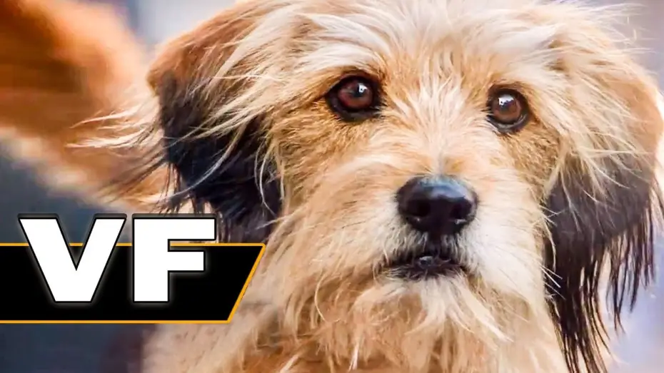 Видео к фильму Бенджи — BENJI Bande Annonce VF (Famille, Netflix, 2018)