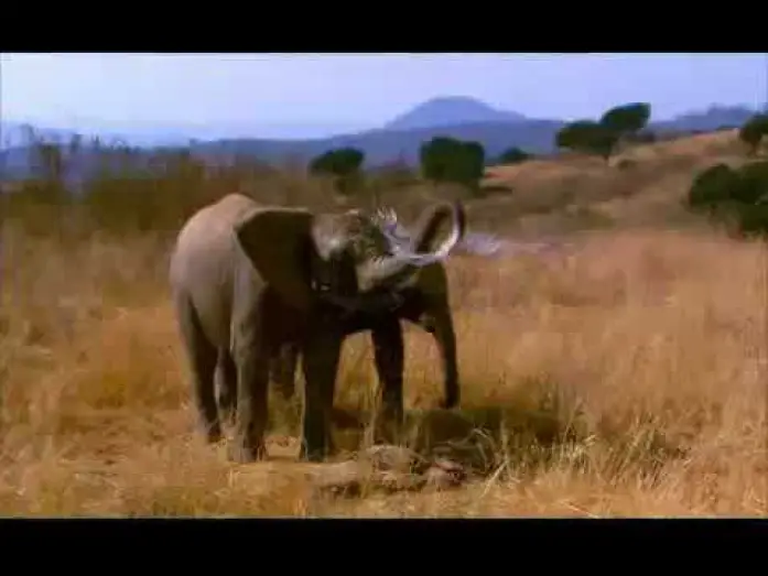 Видео к фильму Whispers: An Elephant's Tale — Elephant Tales Trailer