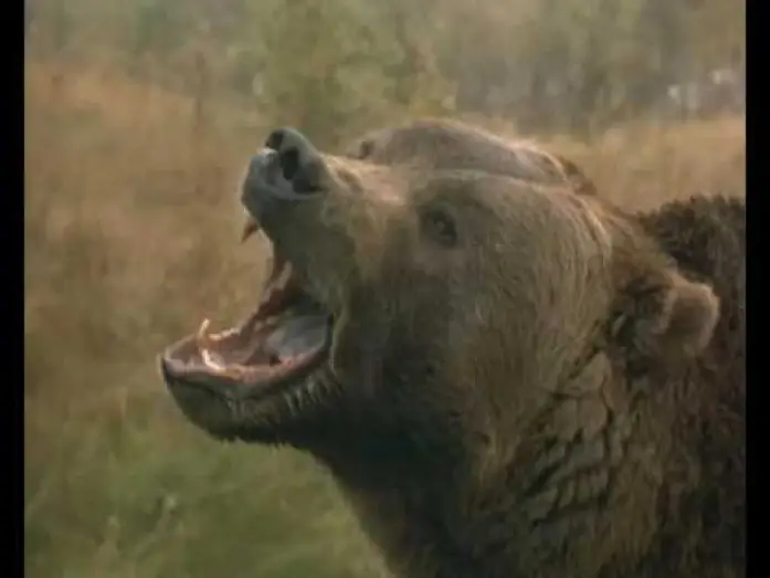 Видео к фильму Grizzly Falls — Grizzly Falls Trailer