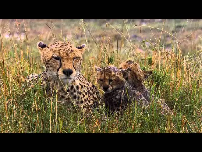 Видео к фильму Африканские кошки: Королевство смелых — African Cats Official Trailer