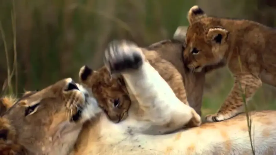 Видео к фильму Африканские кошки: Королевство смелых — Felinos de Africa - Trailer Español Latino - HD