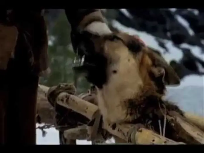 Видео к фильму Белый Клык — White Fang Trailer