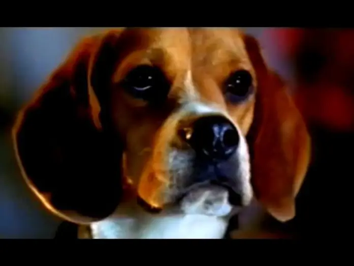 Видео к фильму Кошки против собак — Cats & Dogs - Wie Hund und Katz' - Trailer (2001)