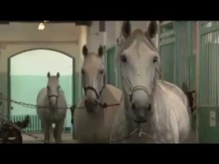 Видео к фильму Две стороны одной лошади — Две стороны одной лошади | Трейлер | Артдокфест-2013 | Среда