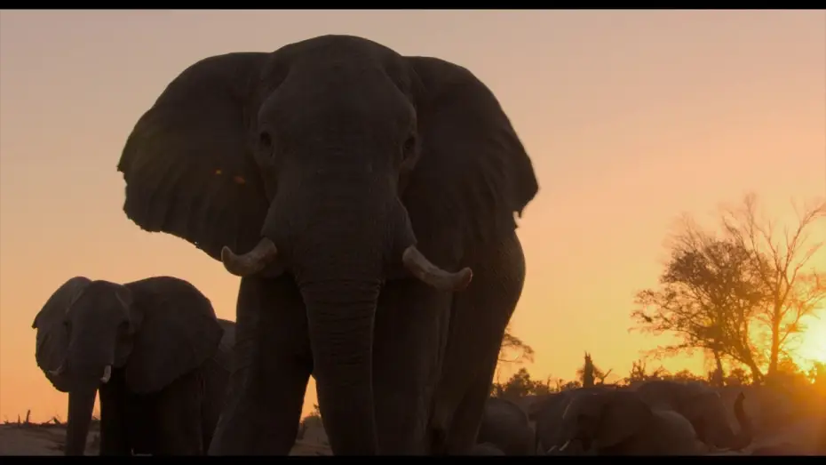 Видео к фильму Elephant — Éléphants - Bande Annonce [VF]