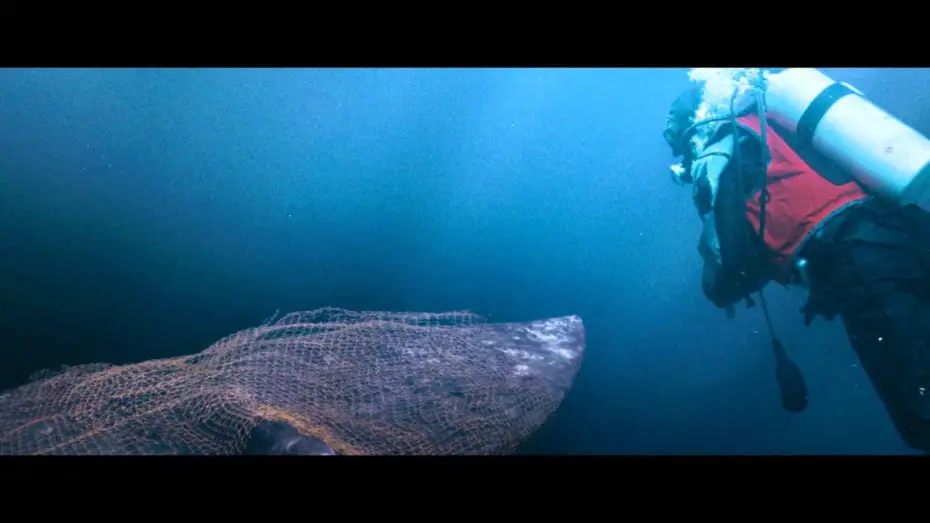 Видео к фильму Все любят китов — Der Ruf der Wale (dt.) - Trailer