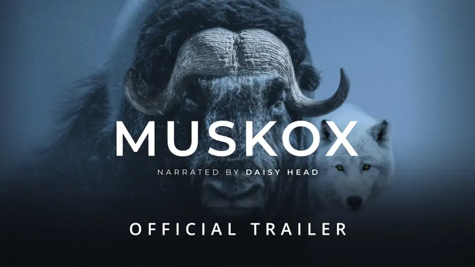 Видео к фильму Muskox | MUSKOX | Official Trailer - Stay Wild Studio