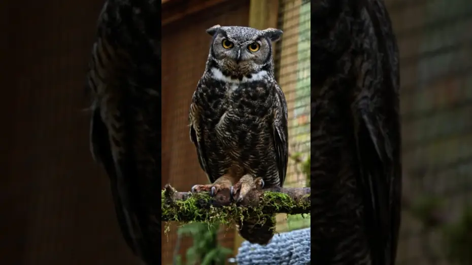 Видео к фильму Ведьмин лес — Finding Inspiration at the Bird Alliance of Oregon