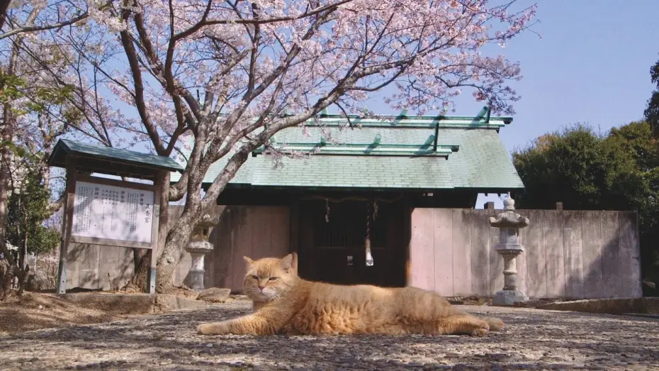 Видео к фильму 五香宮の猫 | Trailer [Subtitled]