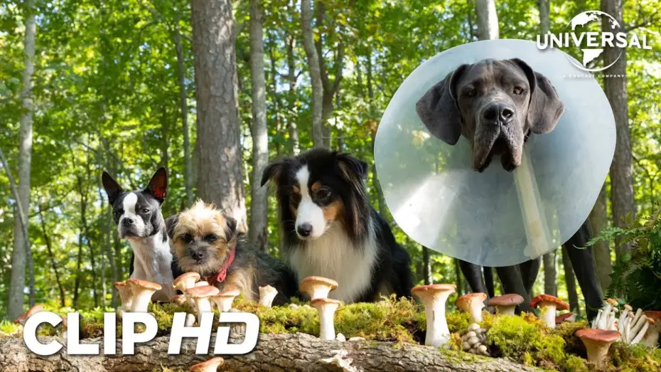 Видео к фильму Отвязные дворняги | Clip - Setas m&aacute;gicas