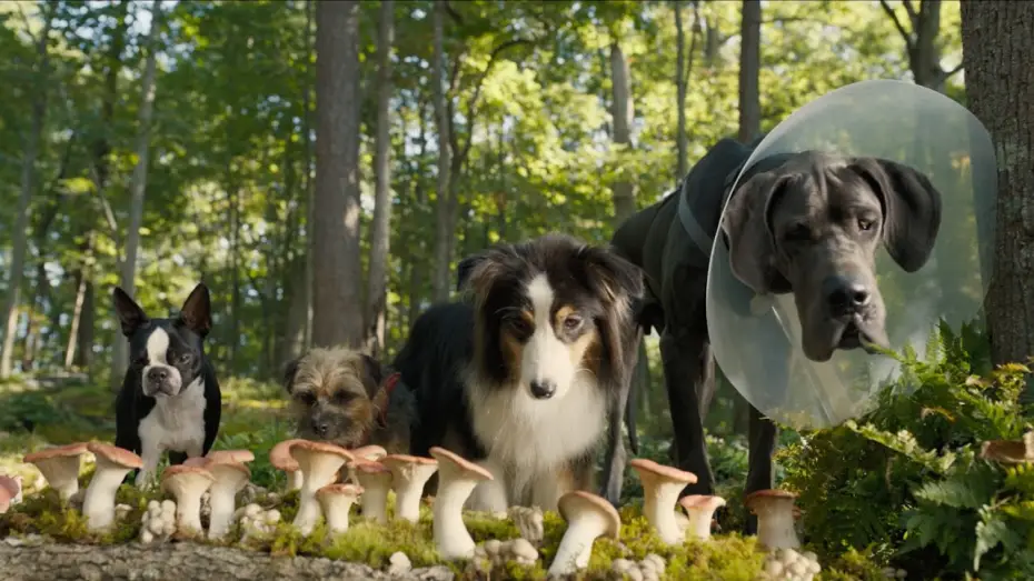 Видео к фильму Отвязные дворняги | Doggy Style | Secondo Trailer Ufficiale