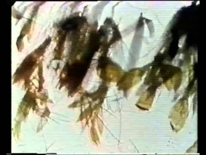 Видео к фильму Mothlight — Mothlight - Stan Brakhage [1963]