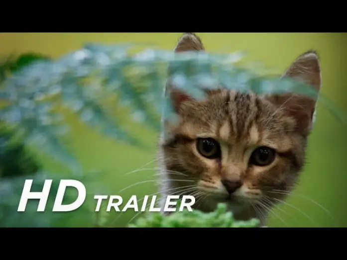 Видео к фильму Мой котик и я — Offizieller Trailer