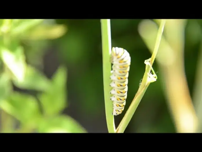 Видео к фильму Plants — Plants Trailer