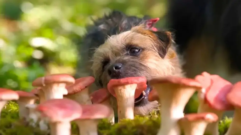 Видео к фильму Отвязные дворняги | Doggy Style | Dal 14 settembre al cinema