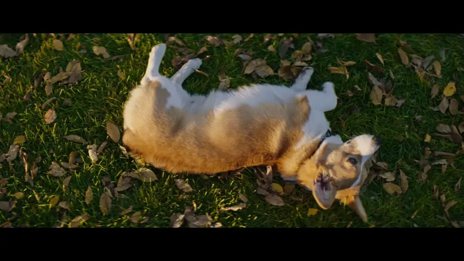 Видео к фильму Собачья жизнь | MES VIES DE CHIENS - Extrait - " Coup de foudre " - VF