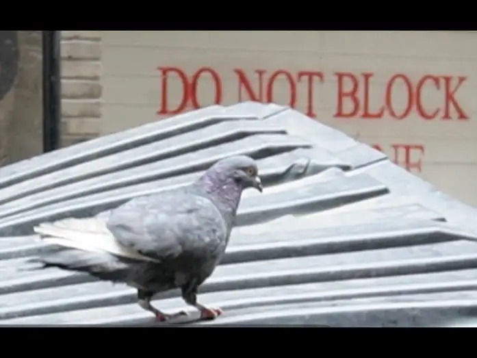 Видео к фильму Save the Pigeons — SAVE THE PIGEONS