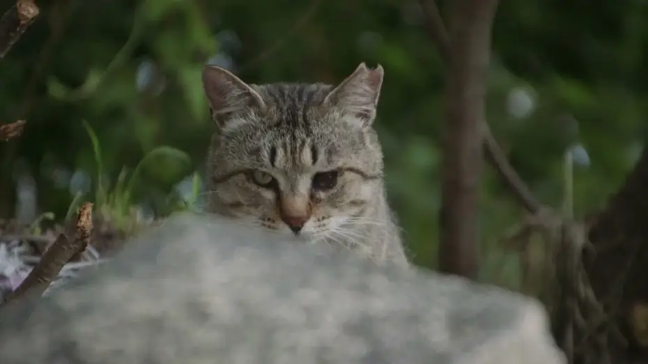 Видео к фильму 五香宮の猫 | Die Katzen vom Gokogu-Schrein