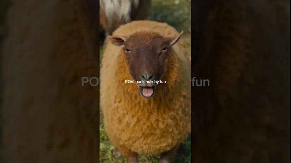 Видео к фильму Следствие ведут овечки | Who doesn't love a baa-nk holiday?