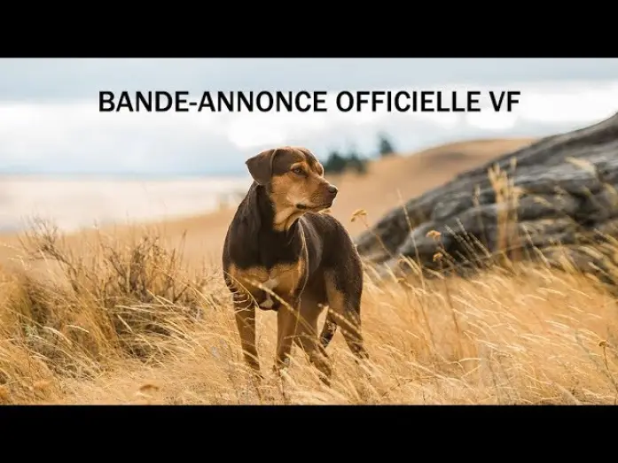 Видео к фильму Путь домой | L&rsquo;Incroyable Aventure de Bella - Bande Annonce VF