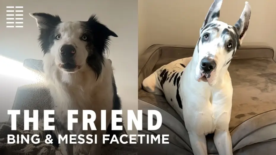 Видео к фильму Верный друг | Bing & Messi FaceTime