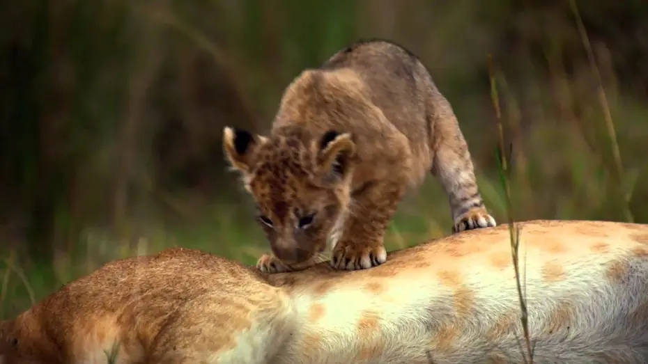 Видео к фильму Африканские кошки: Королевство смелых | African Cats: Official Trailer 2