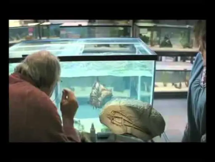 Видео к фильму Пираньи 3DD | Piranha 3D - trailer italiano