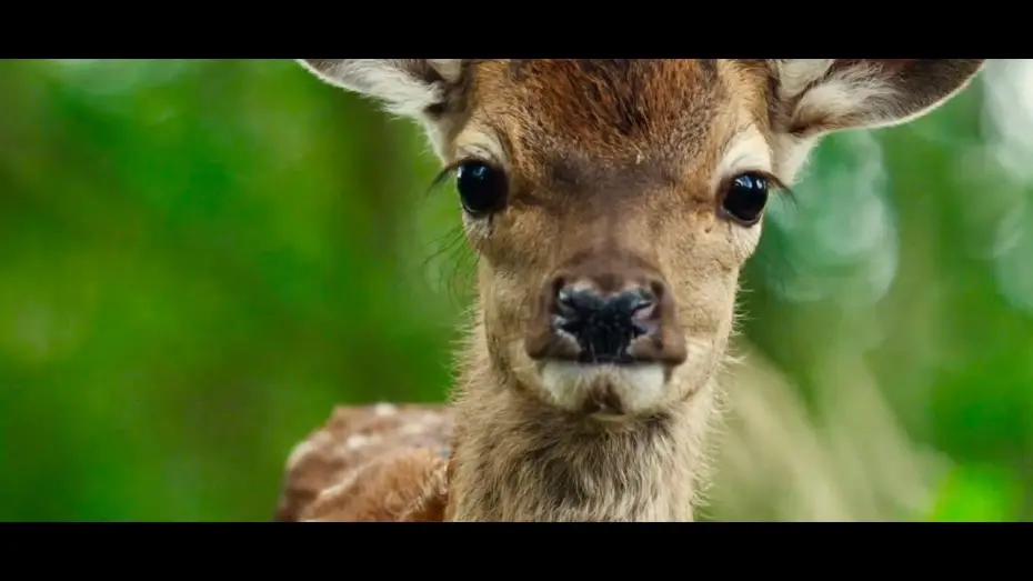 Видео к фильму Бемби. История жизни в лесу | Bambi : A Tale of Life in the Woods - Trailer (English version)