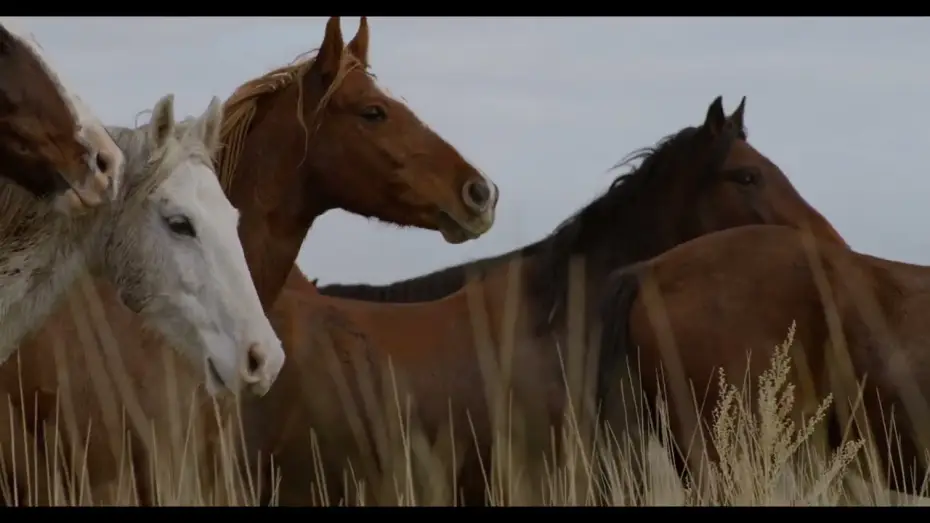 Видео к фильму In the Company of Wolves: An American Journey — In the Company of Wolves - Trailer