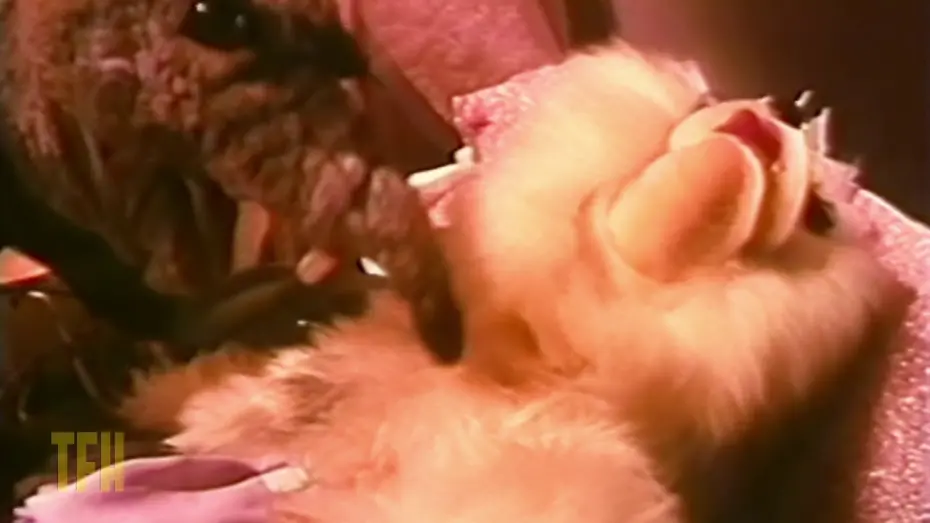 Видео к фильму Познакомьтесь с Фиблами | Mike Mendez on MEET THE FEEBLES