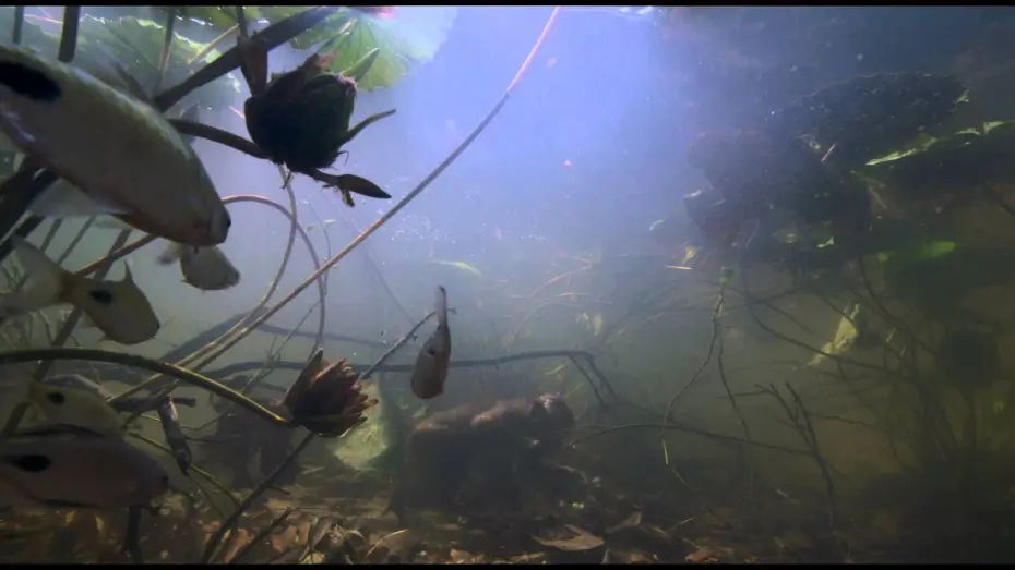 Видео к фильму Королевство обезьян | Королевство обезьян - Трейлер