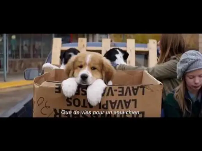 Видео к фильму Собачья жизнь | MES VIES DE CHIEN - Bande Annonce VOST
