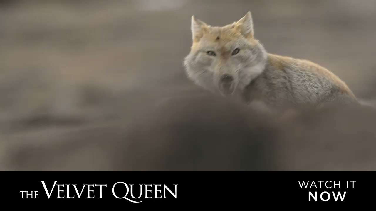 Видео к фильму The Velvet Queen | The Velvet Queen - English Sub Title