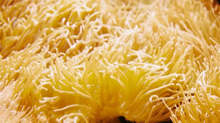 Видео к фильму The Children of God | The Children of God - Trailer