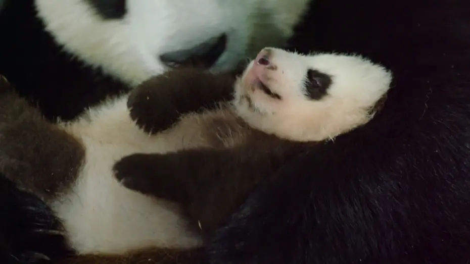 Видео к фильму Рождённые в Китае | Рожденные в Китае - Trailer