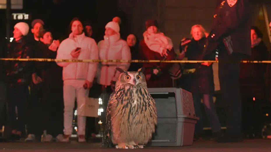 Видео к фильму Wild Inside — WILD INSIDE - Flaco the Owl Documentary - Official Theatrical Trailer - In Theaters July 31st