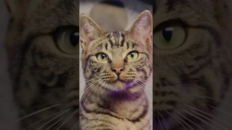 Видео к фильму Gatto | REAL CATS REACT to Pixar's Trailer for Gatto