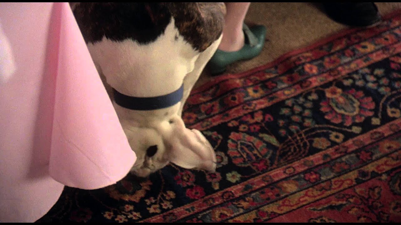 Видео к фильму Дорога домой: Невероятное путешествие | Дорога домой: Невероятное путешествие - Трейлер