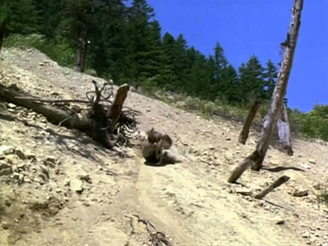 Видео к фильму Белый клык 2: Легенда о белом волке | Clip