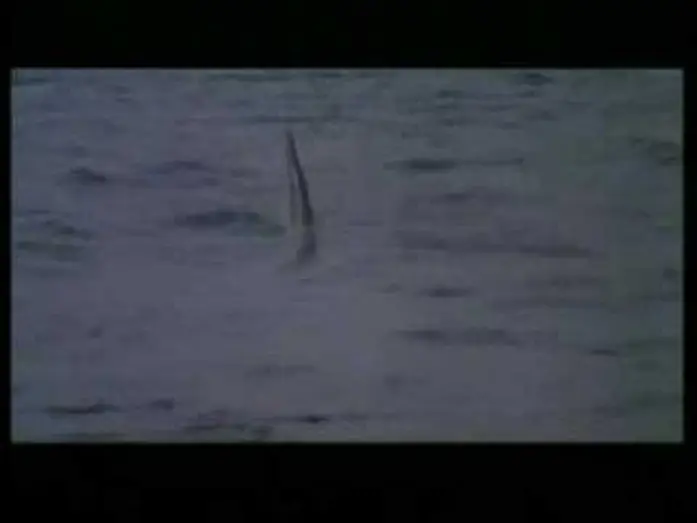 Видео к фильму Жестокие челюсти | CRUEL JAWS (1995) Trailer