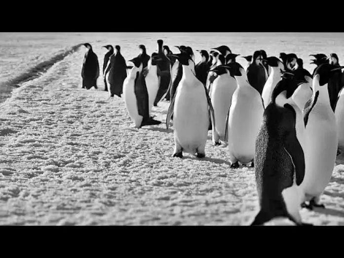 Видео к фильму Voyage au P&ocirc;le Sud | R&Uuml;CKKEHR ZUM LAND DER PINGUINE | Trailer deutsch german [HD]