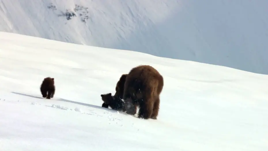 Видео к фильму Медведи | Медведи - Трейлер
