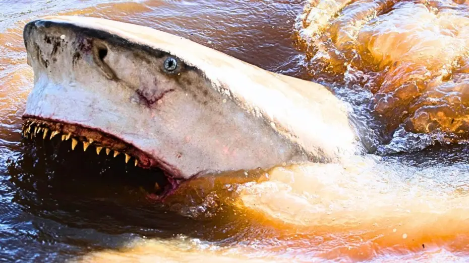 Видео к фильму Багровая отмель | UK Trailer