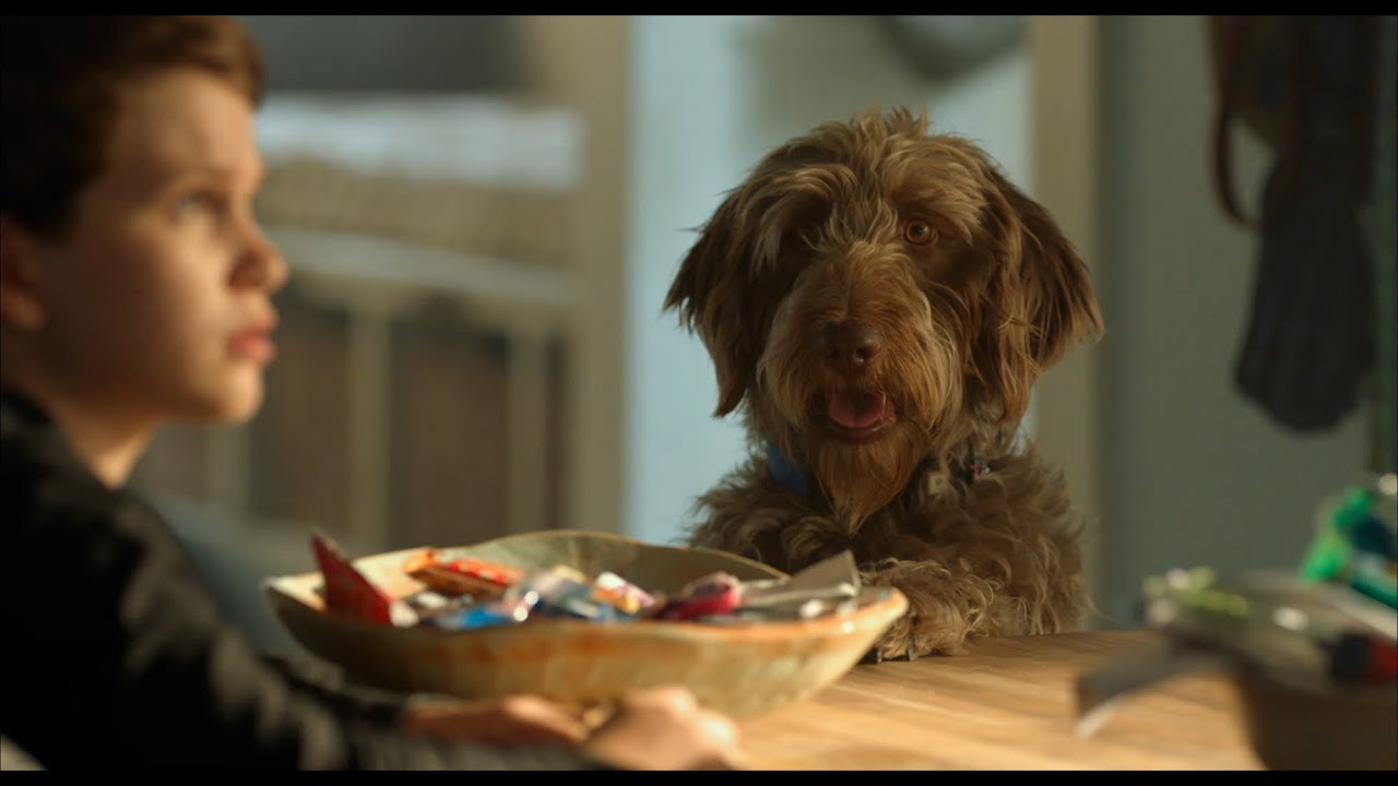 Видео к фильму Думай как собака | Думай як пес (2020) | Офіційний український трейлер