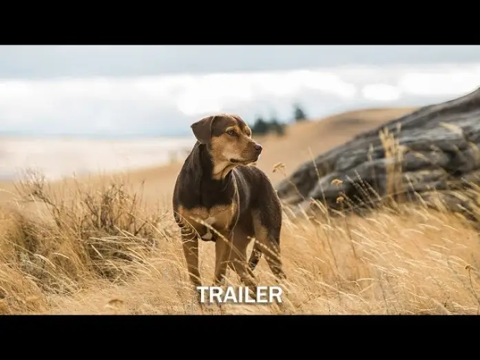 Видео к фильму Путь домой | DIE UNGLAUBLICHEN ABENTEUER VON BELLA - Trailer - Ab 24.1.19 im Kino!