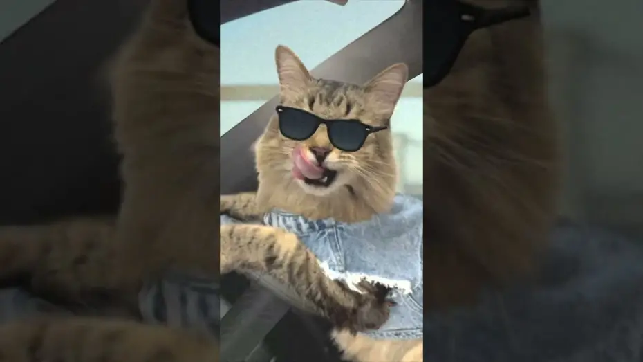 Видео к фильму Пойман с поличным | Cat Chase