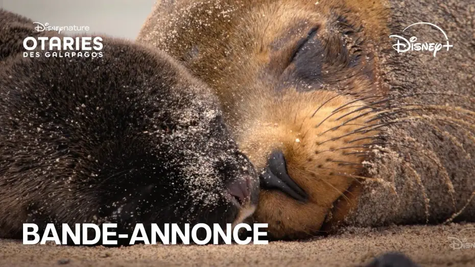 Видео к фильму Sea Lions of the Galapagos | Otaries des Gal&aacute;pagos - Bande-annonce officielle [VOST]